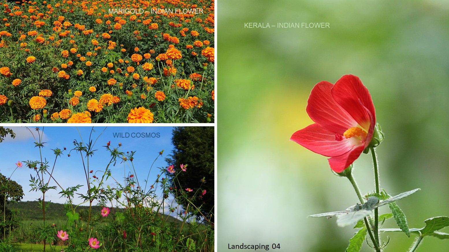 Landscaping 04b