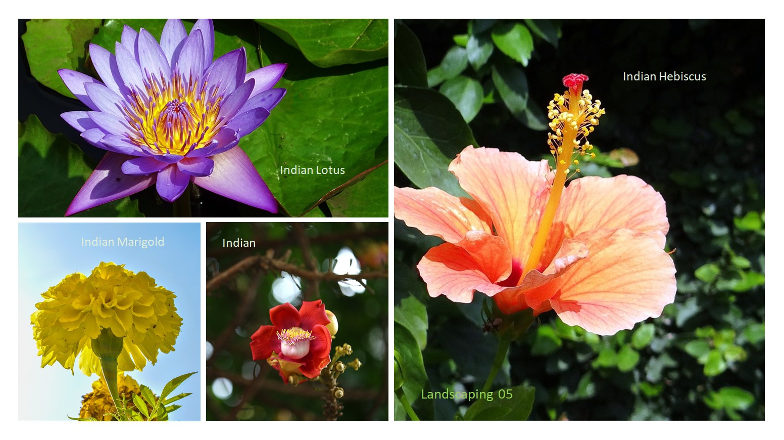 Landscaping 05